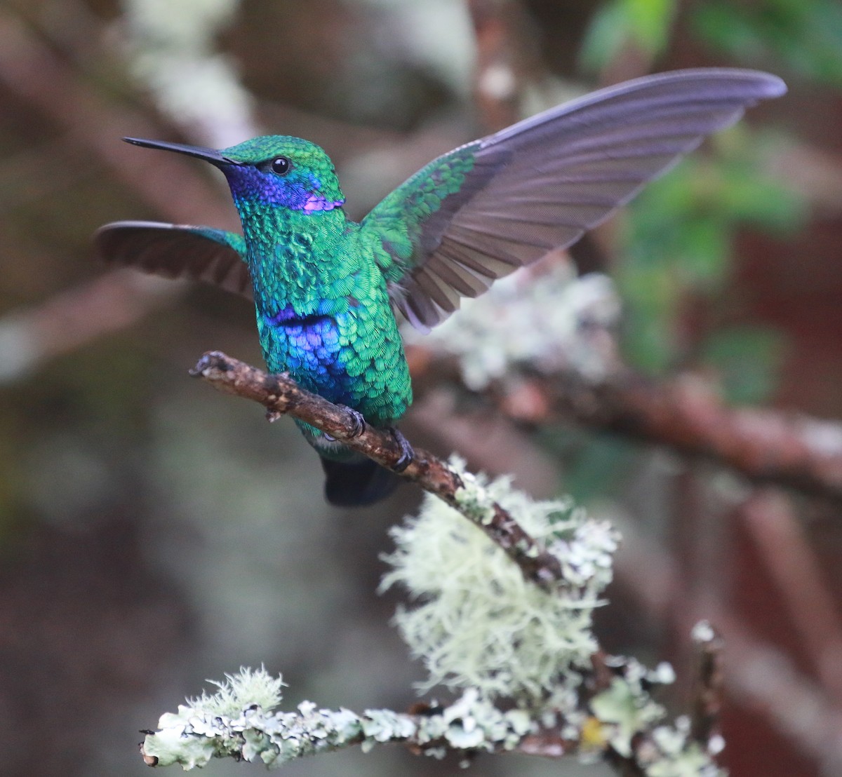 kolibřík modrolící - ML69768861