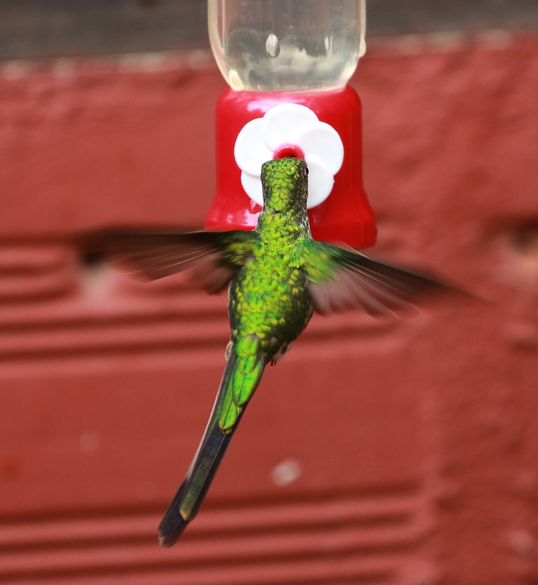 Yeşil Kuyruklu Kolibri - ML69768971