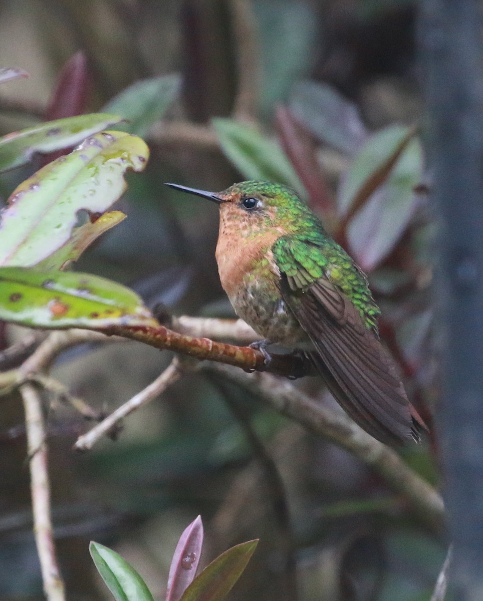 kolibřík dřišťálový - ML69768991
