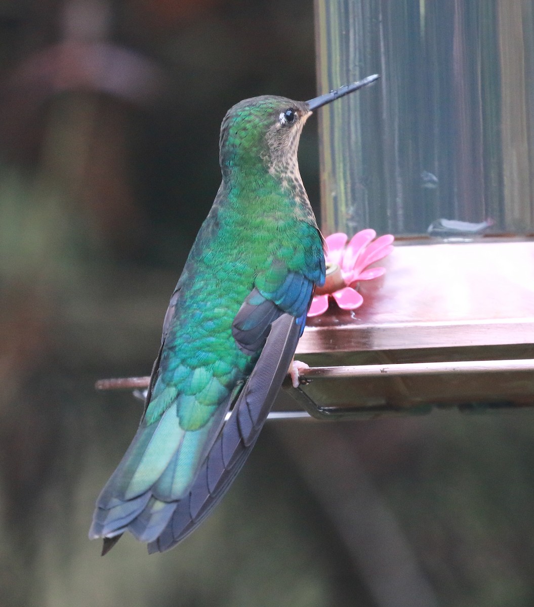 kolibřík modrokřídlý - ML69769061