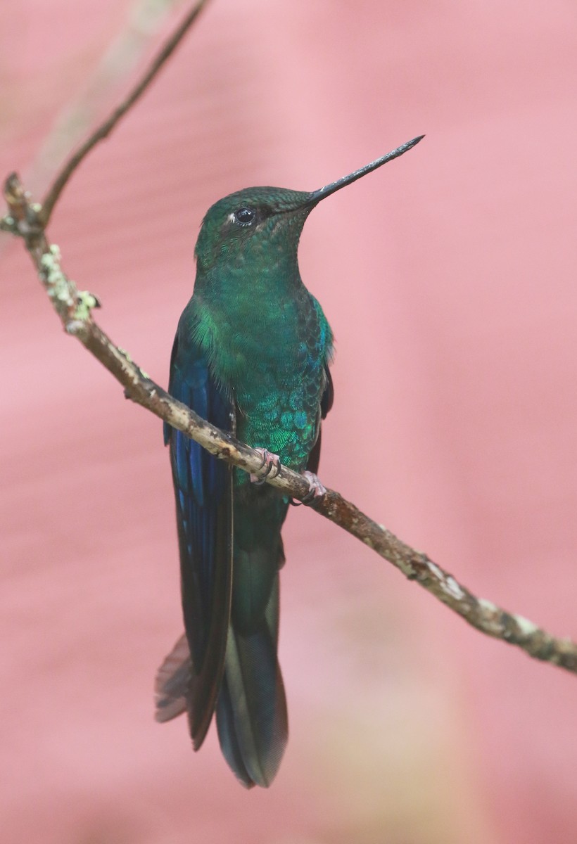 kolibřík modrokřídlý - ML69769101