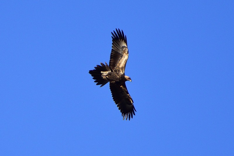 Wedge-tailed Eagle - Anthony Katon