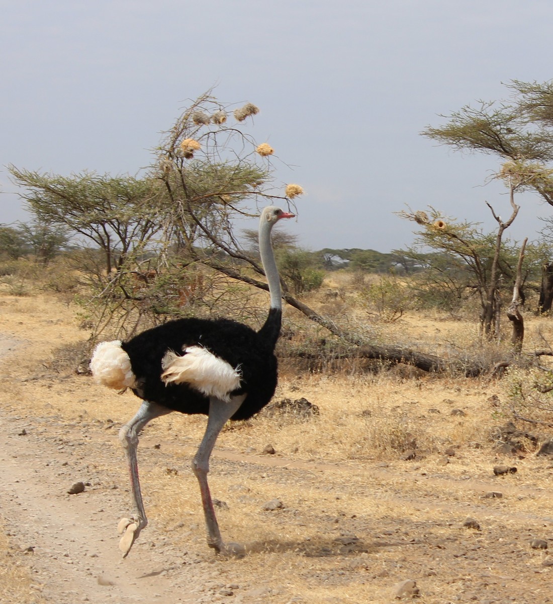 Somali Ostrich - Diane Eubanks