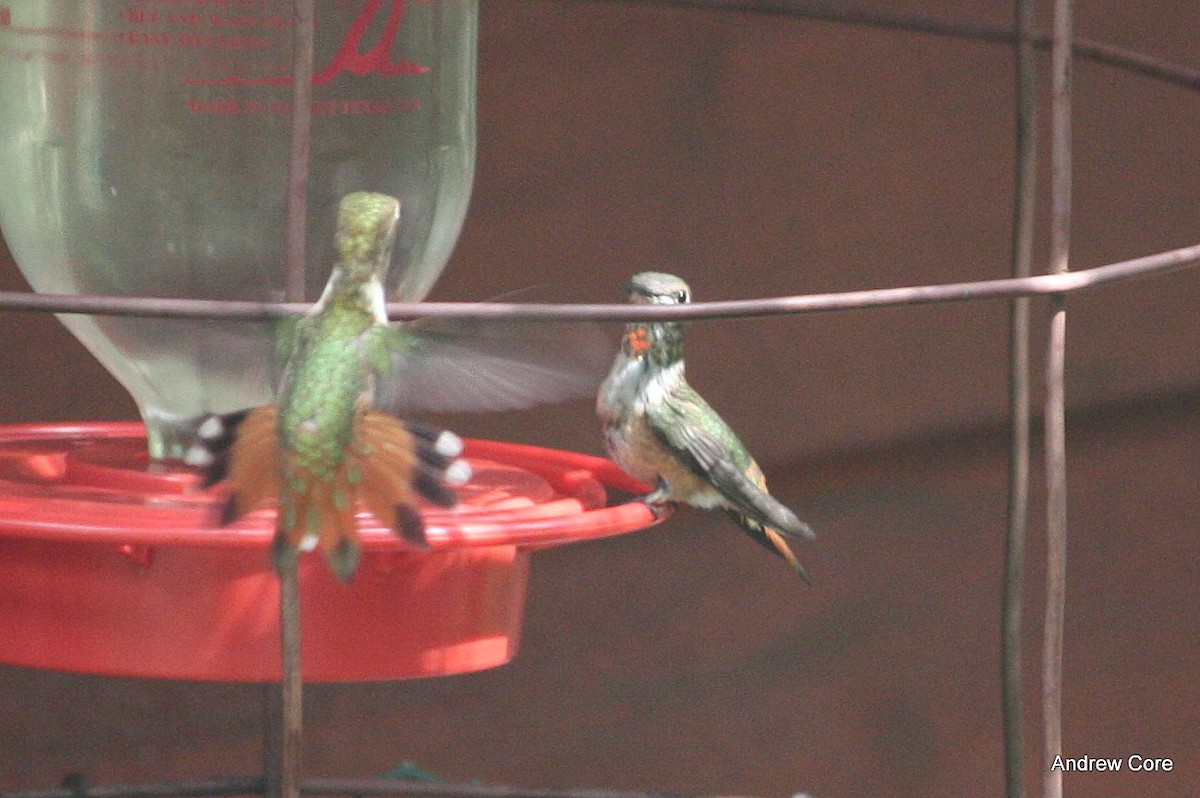 Rufous Hummingbird - ML69770951