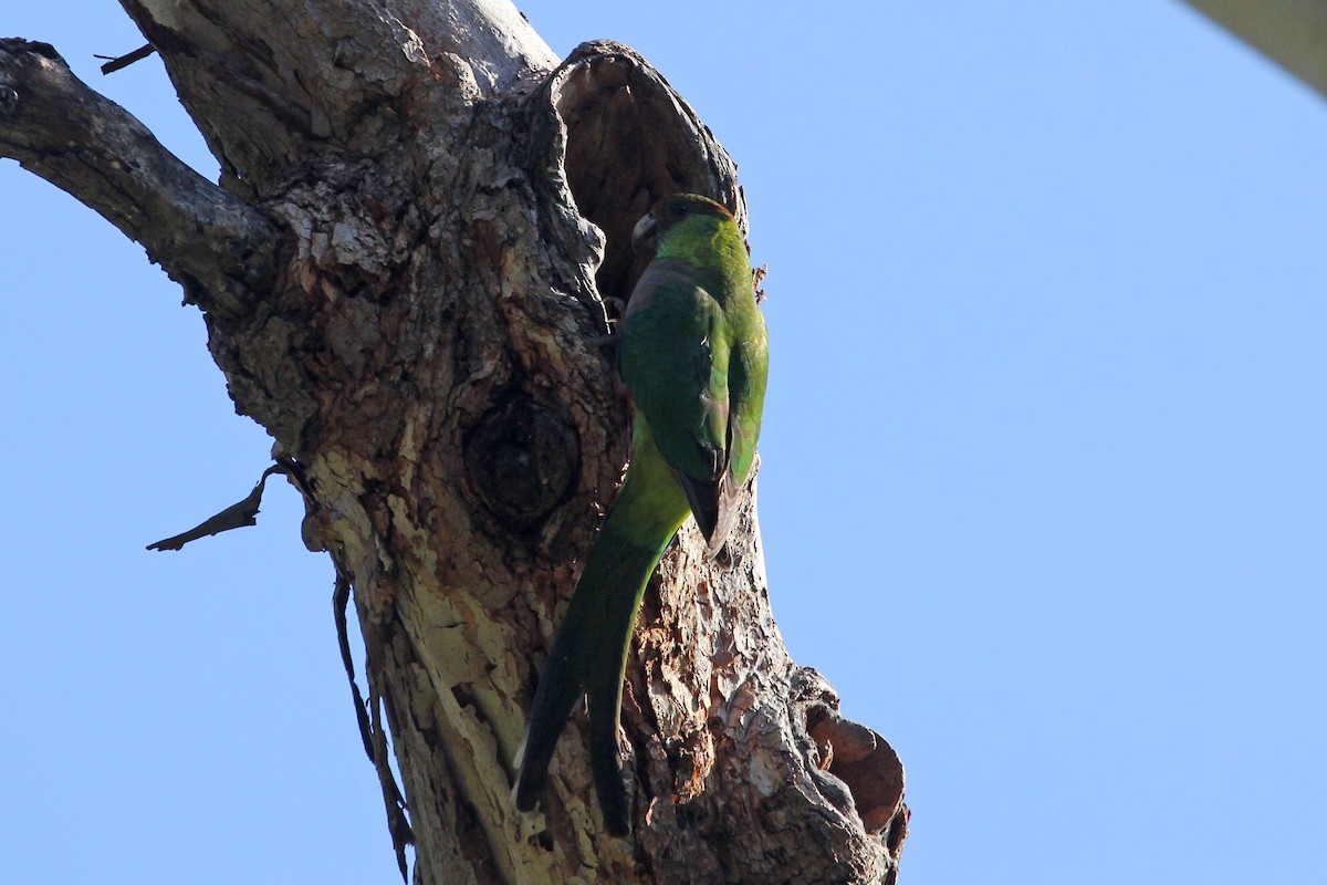 Red-capped Parrot - ML69774121