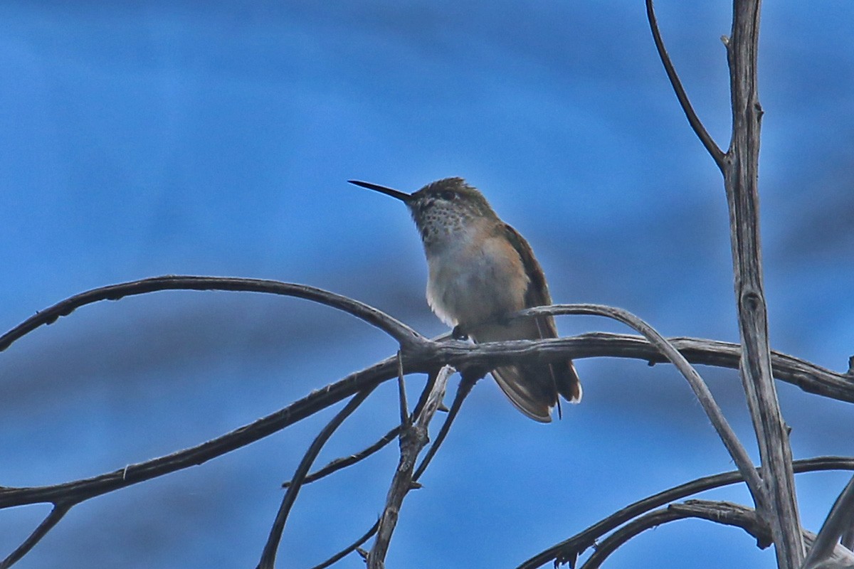 Calliope Hummingbird - Richard Fray