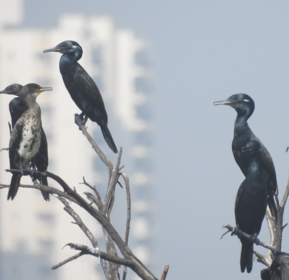 Indian Cormorant - Praveen J