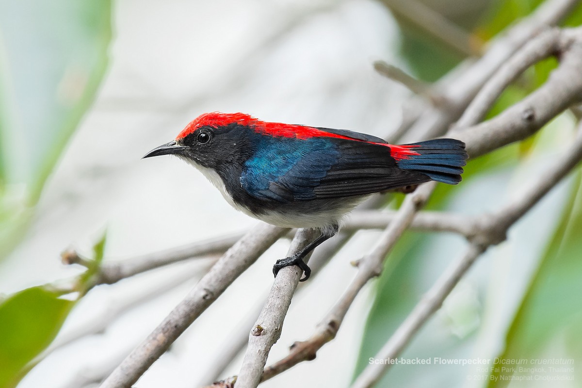 Scarlet-backed Flowerpecker - Natthaphat Chotjuckdikul
