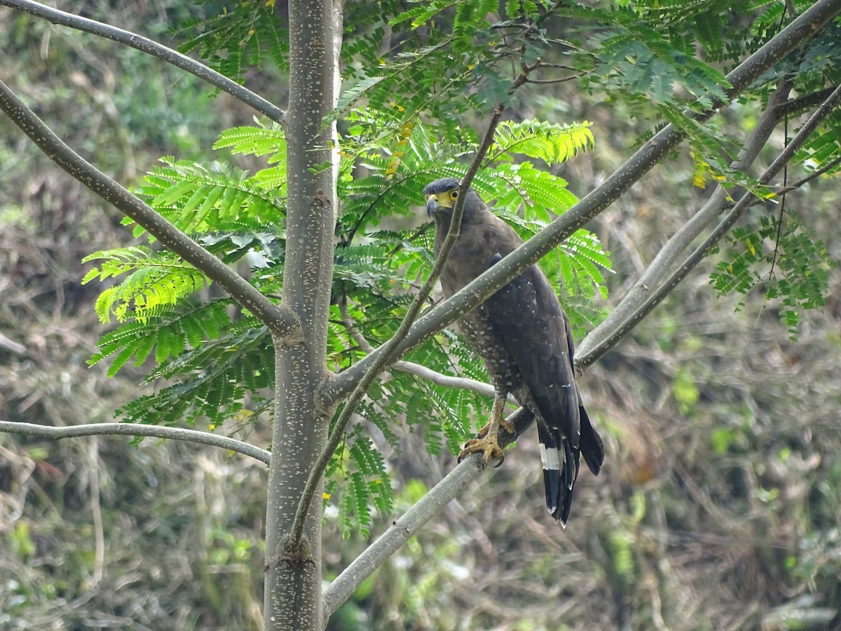 Crested Serpent-Eagle - ML69777291