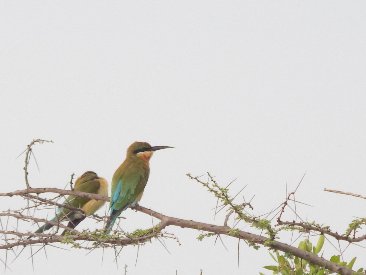 Blue-tailed Bee-eater - ML69778361