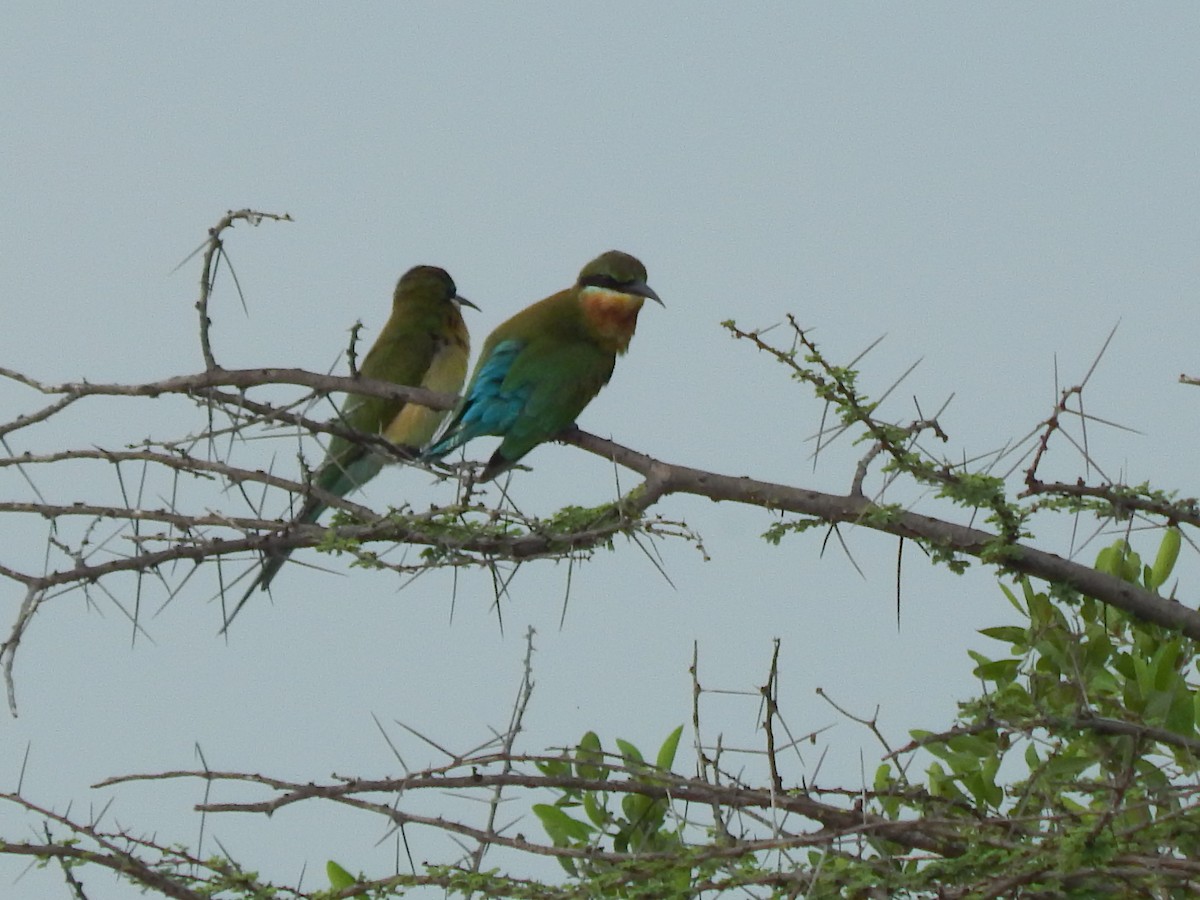Blue-tailed Bee-eater - Sivakumar Ramasamy