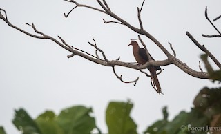 Philippine Cuckoo-Dove, ML69778411