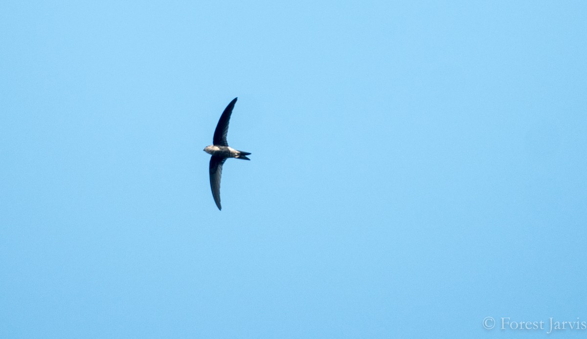 Asian Palm Swift - Forest Botial-Jarvis