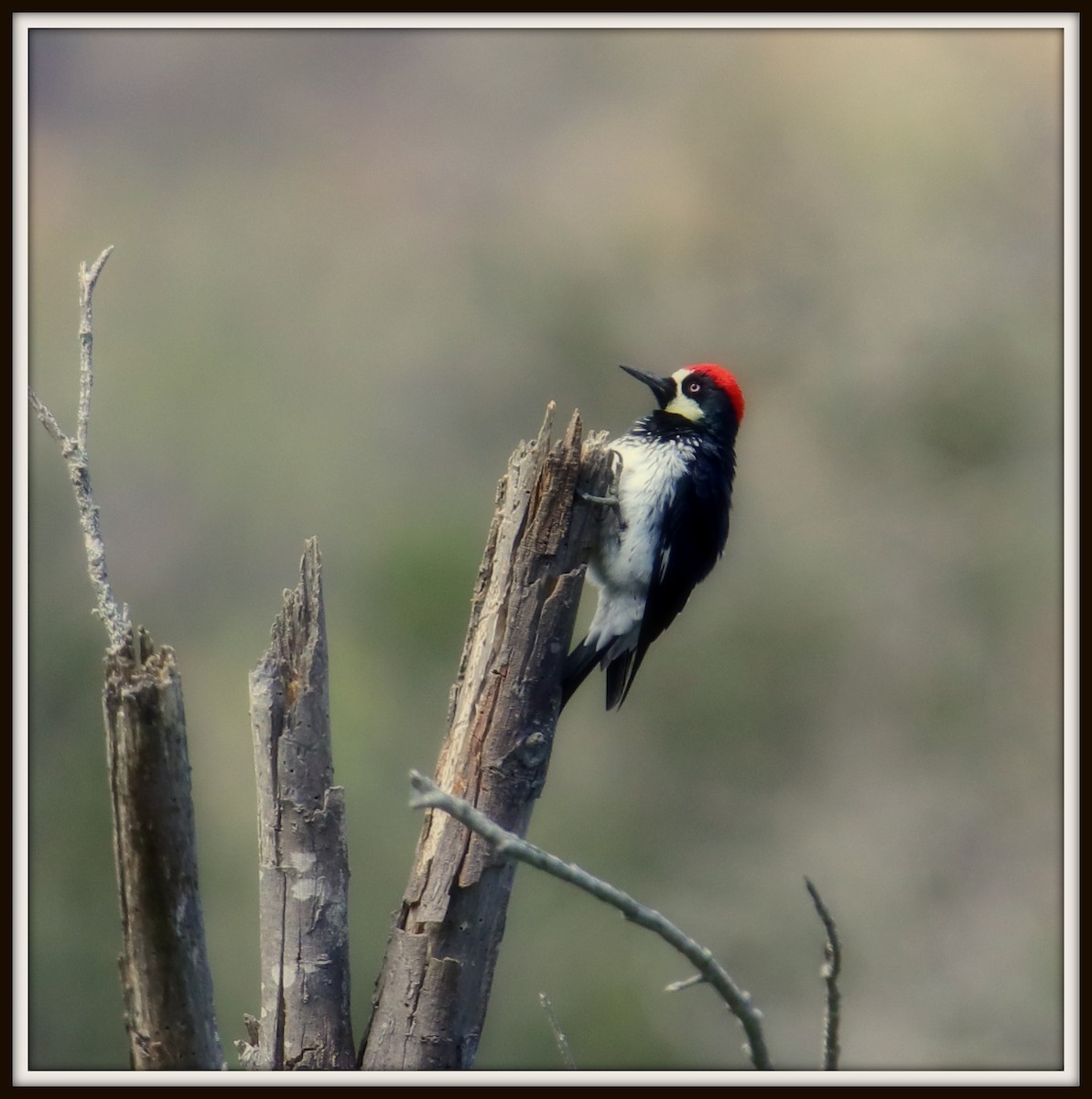 Acorn Woodpecker - ML69778521