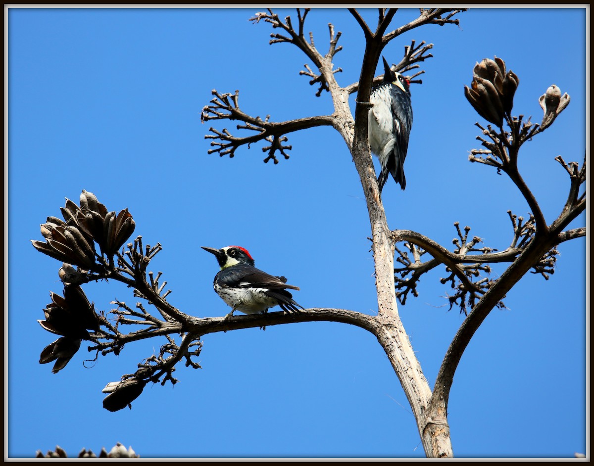 Acorn Woodpecker - ML69778541