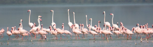 Greater Flamingo is larger than Lesser Flamingo (<em class="SciName notranslate">Phoeniconaias minor</em>). - Greater Flamingo - 
