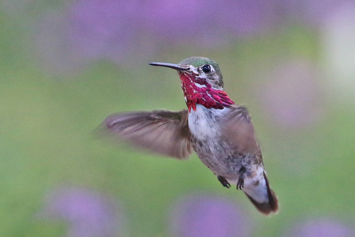 Calliope Hummingbird - Richard Fray