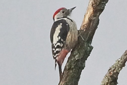 Middle Spotted Woodpecker - ML69781831