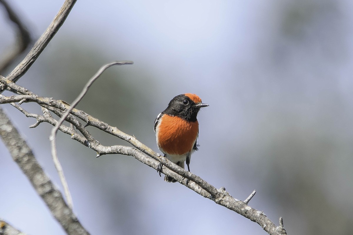 Red-capped Robin - Adam Fry