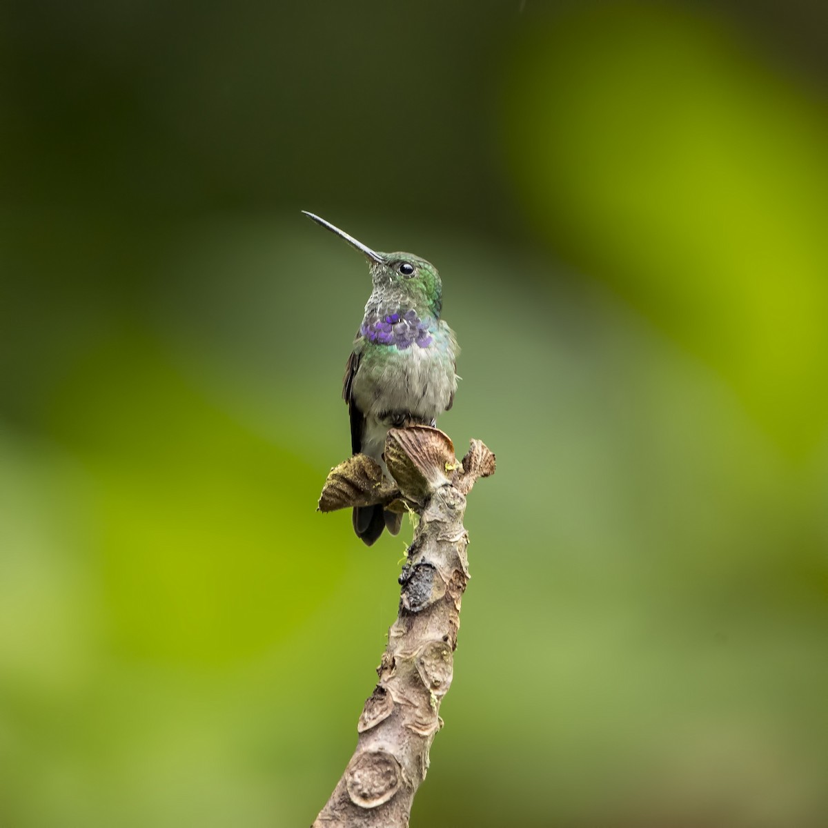 Purple-chested Hummingbird - Peter Hawrylyshyn