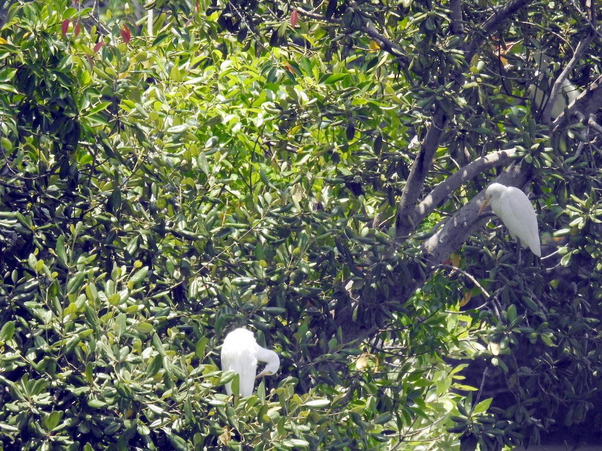 Eastern Cattle Egret - Chow Chong Peck