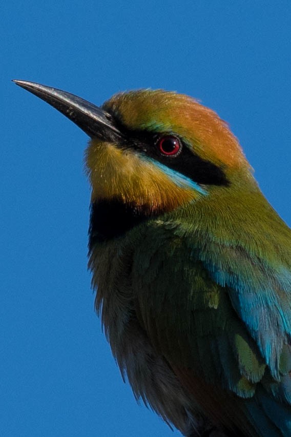 Rainbow Bee-eater - ML69784681
