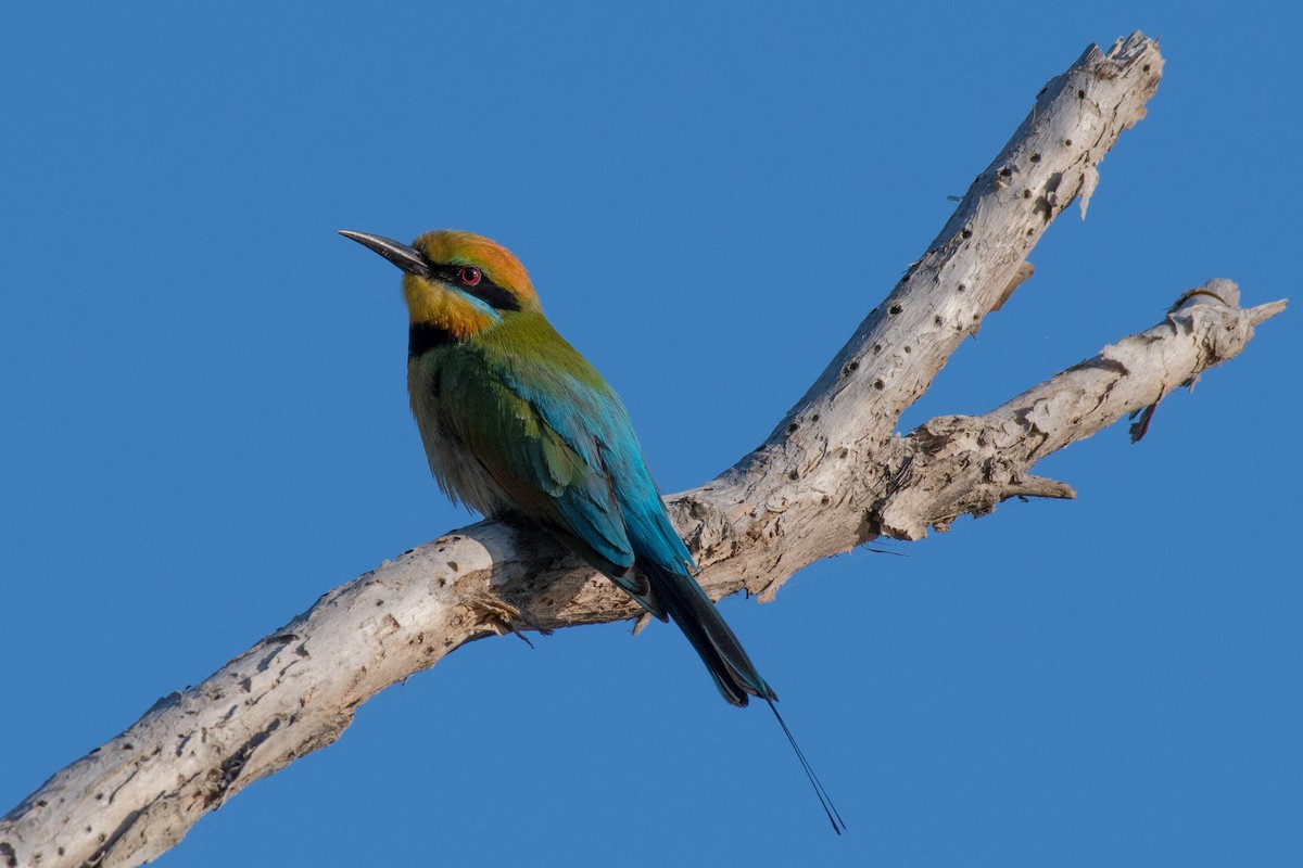 Rainbow Bee-eater - ML69784751