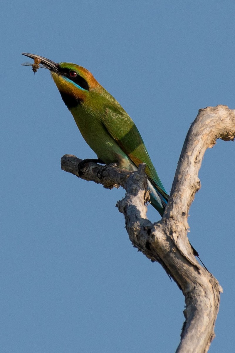 Rainbow Bee-eater - ML69785051