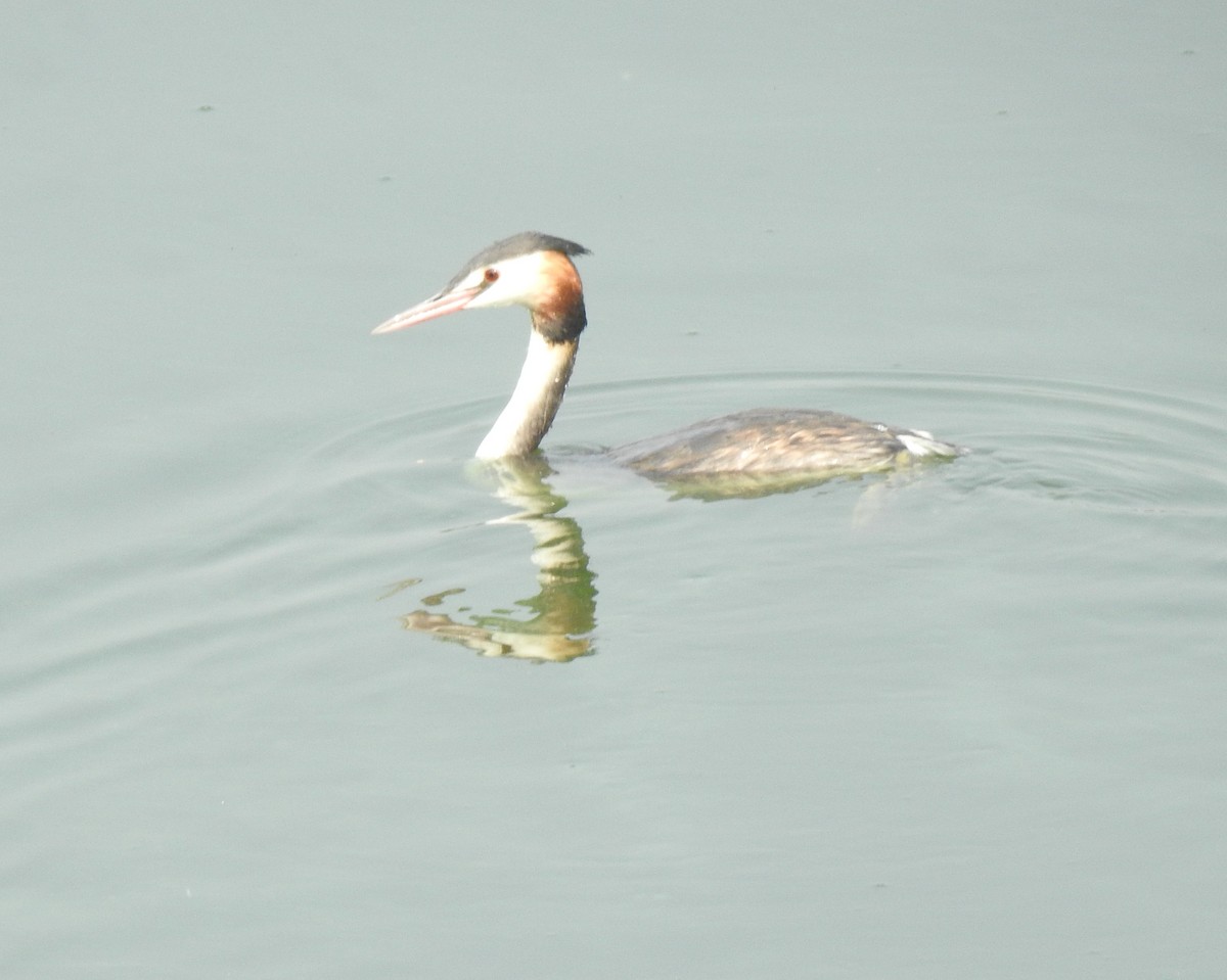 Great Crested Grebe - ML69787051
