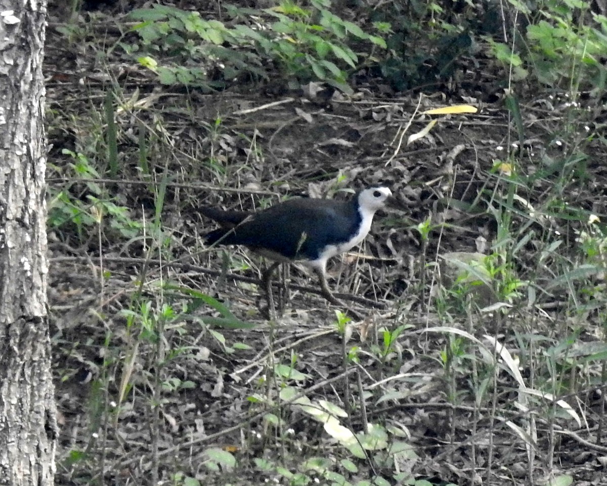 White-breasted Waterhen - Scott Young