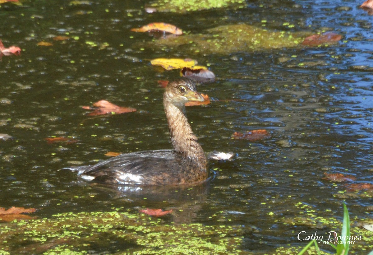 Pied-billed Grebe - Cathy  Downes