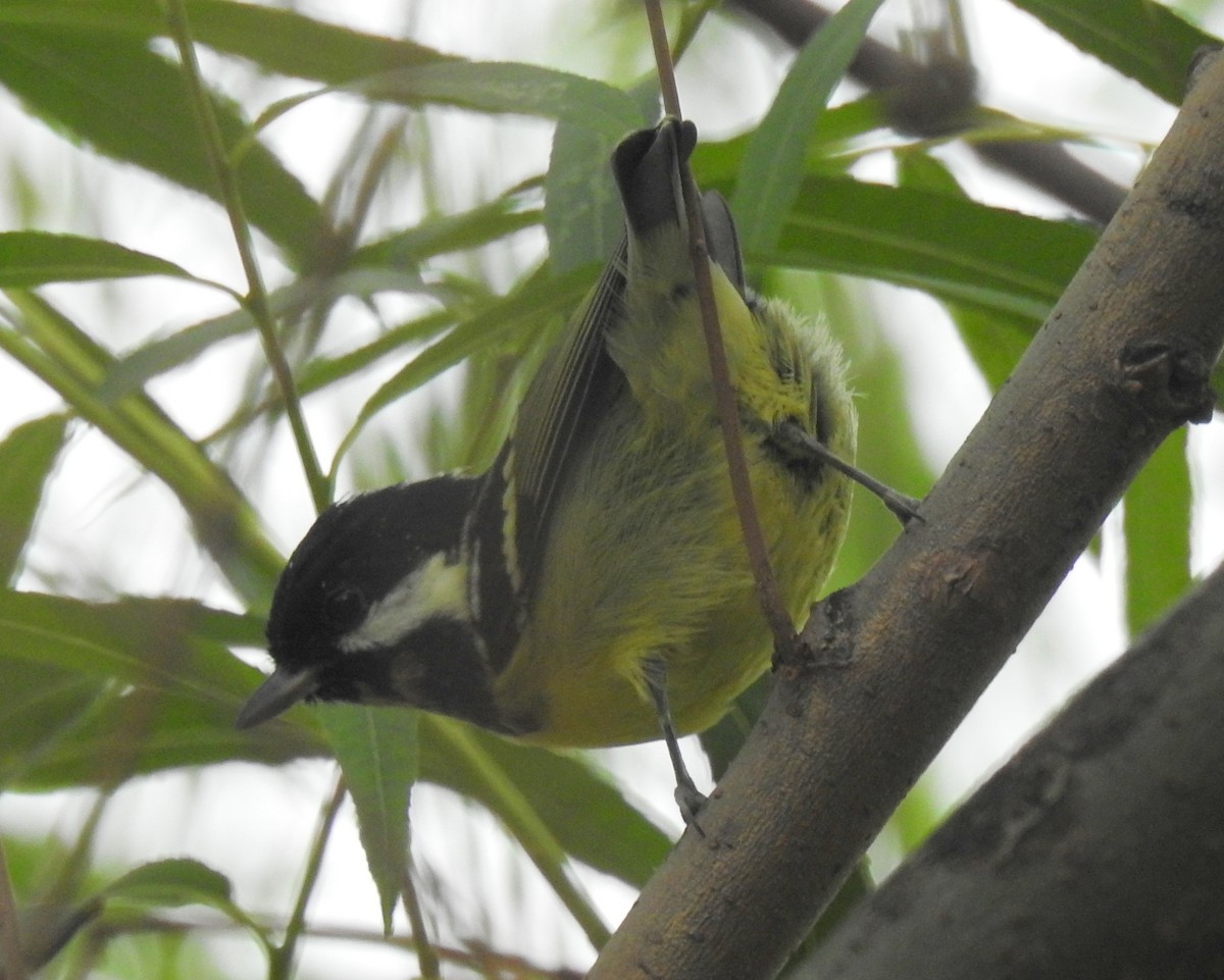 Yellow-bellied Tit - Scott Young