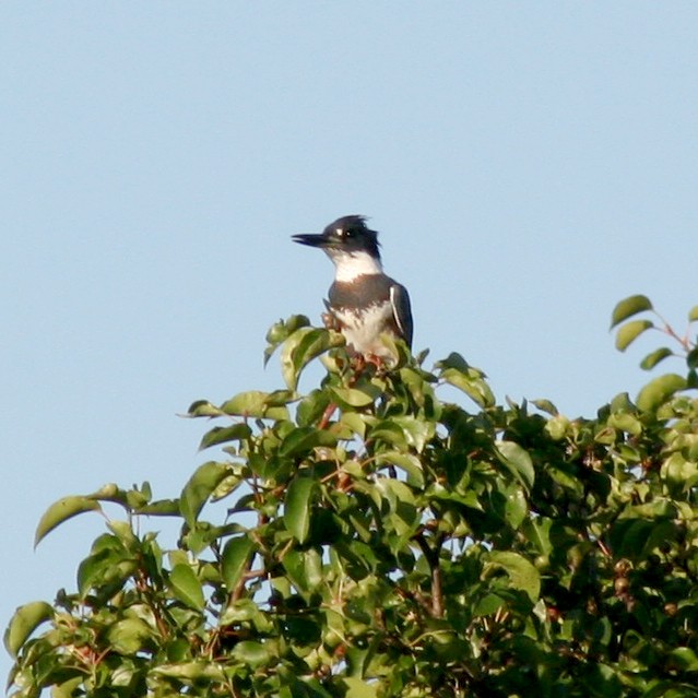 Belted Kingfisher - Sherry Plessner