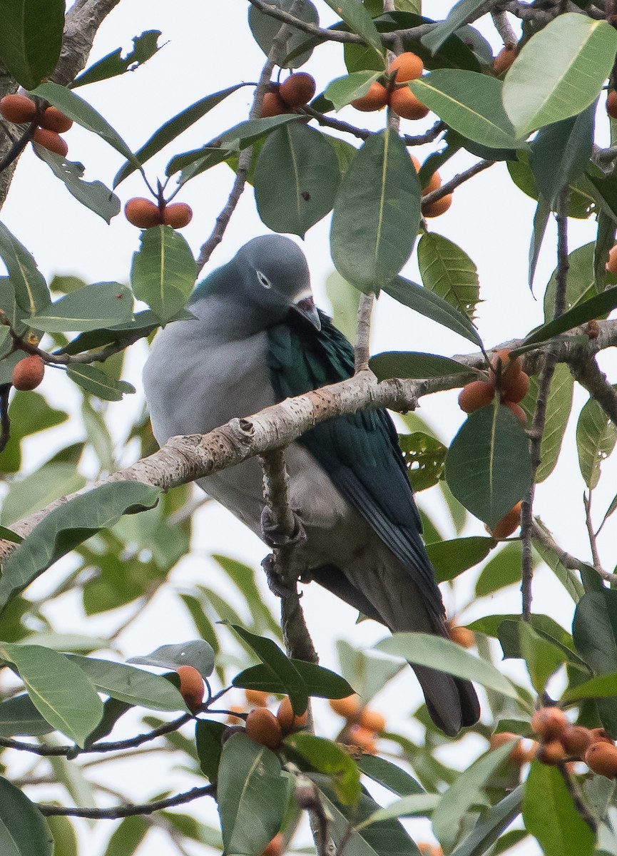 Spectacled Imperial-Pigeon - ML69789451