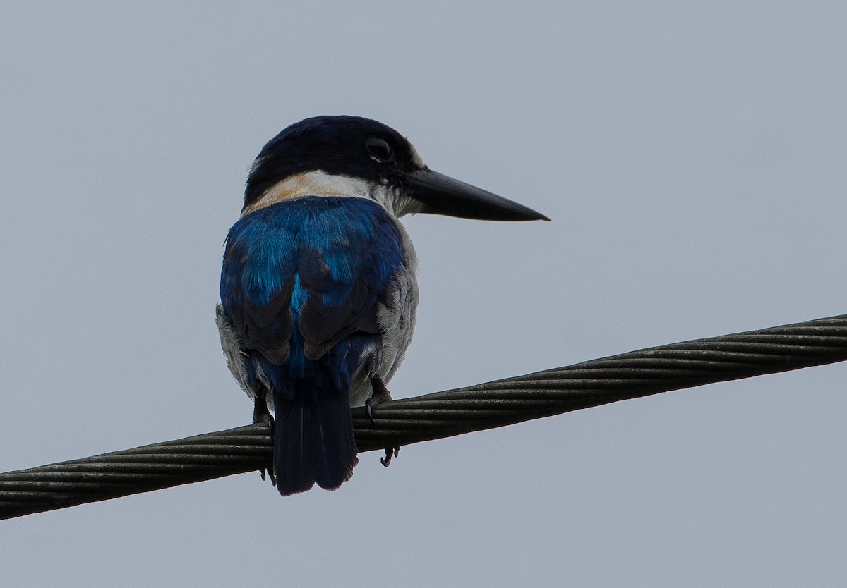 Blue-and-white Kingfisher - Bill Bacon