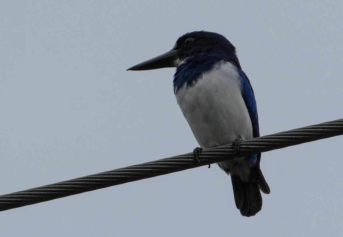 Blue-and-white Kingfisher - ML69789711