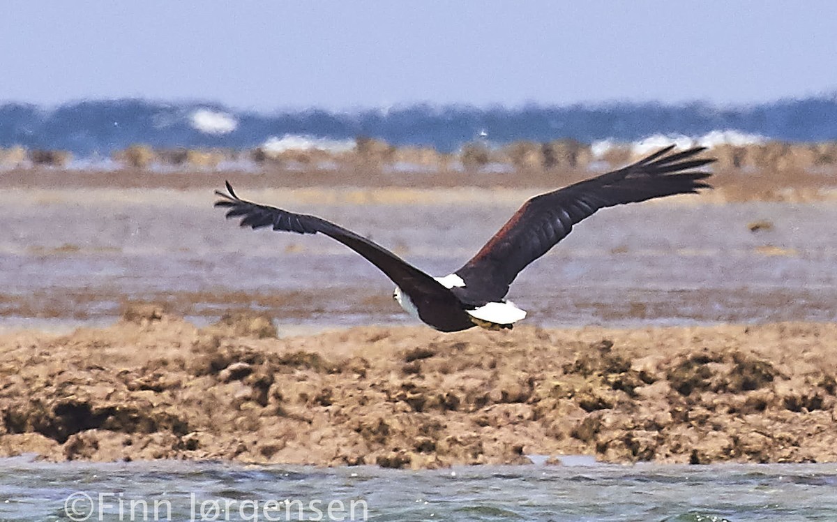 African Fish-Eagle - ML69789931