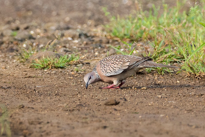 Spotted Dove - Poojan Gohil