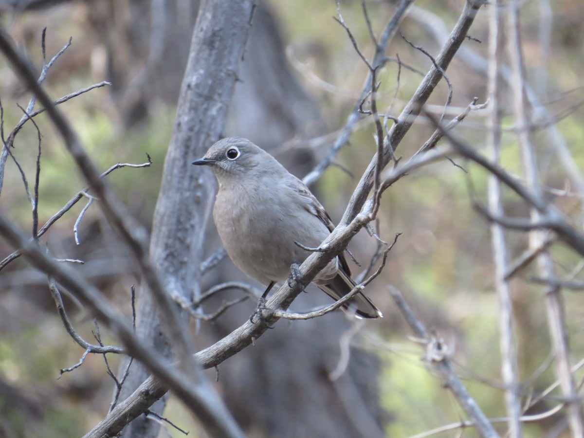 Townsend's Solitaire - Pam Otley