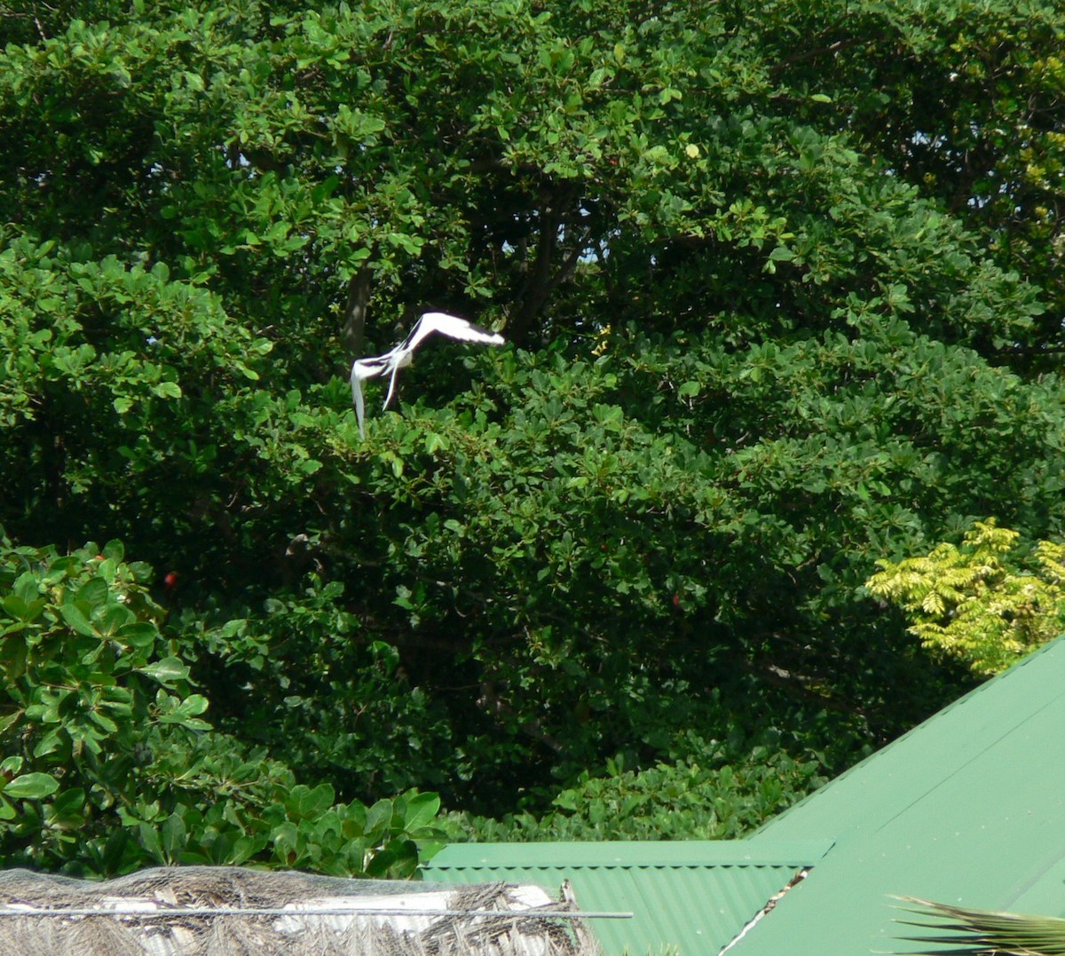 Weißschwanz-Tropikvogel - ML69795021