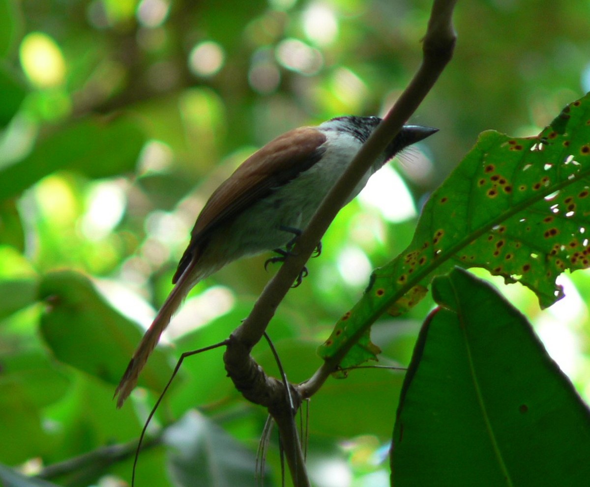 Seychelles Paradise-Flycatcher - Denis Dujardin
