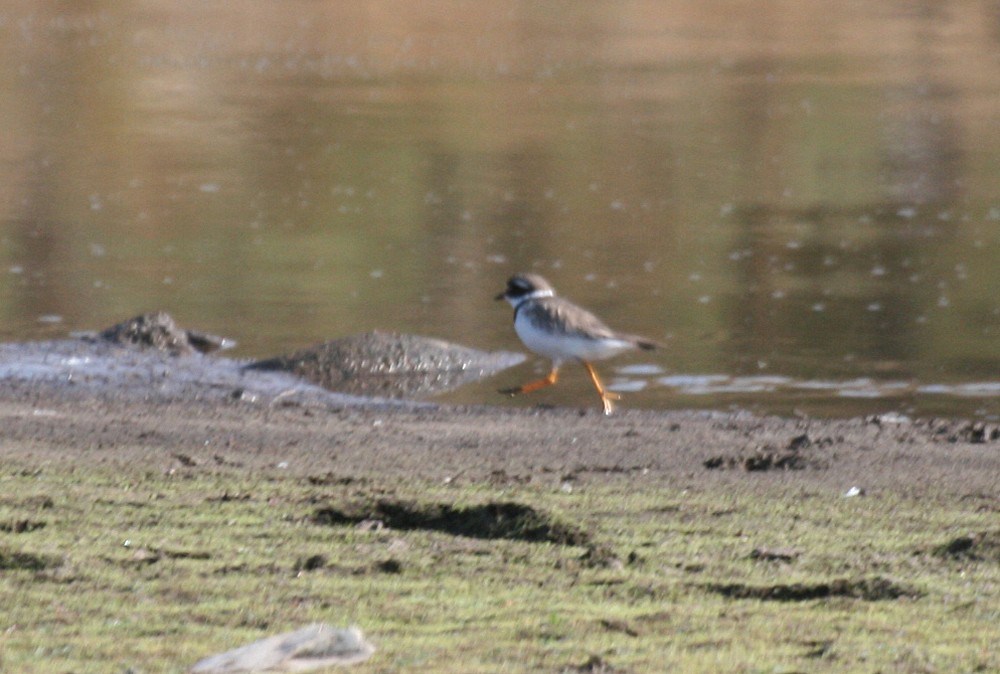 Common Ringed Plover - ML69796101