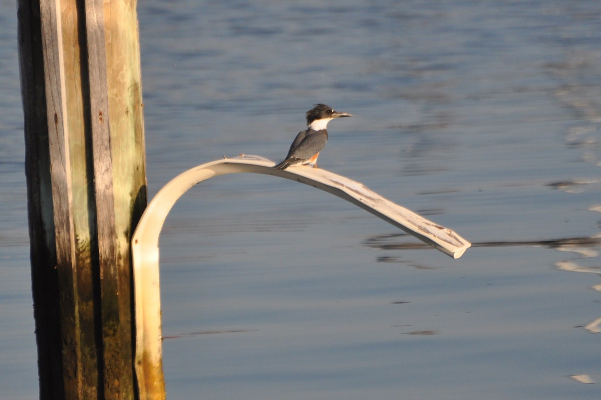Belted Kingfisher - Tim Healy