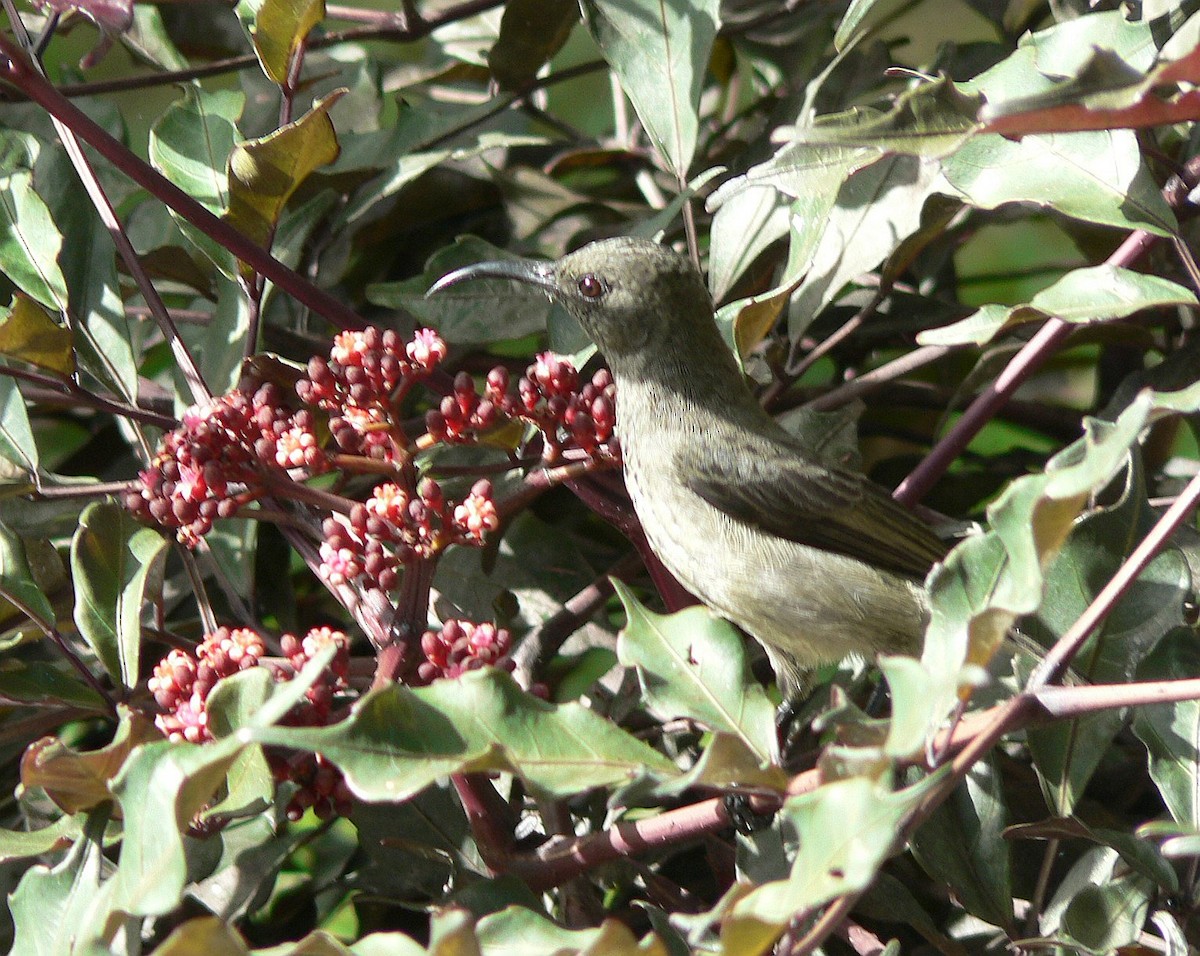 Seychelles Sunbird - ML69796751