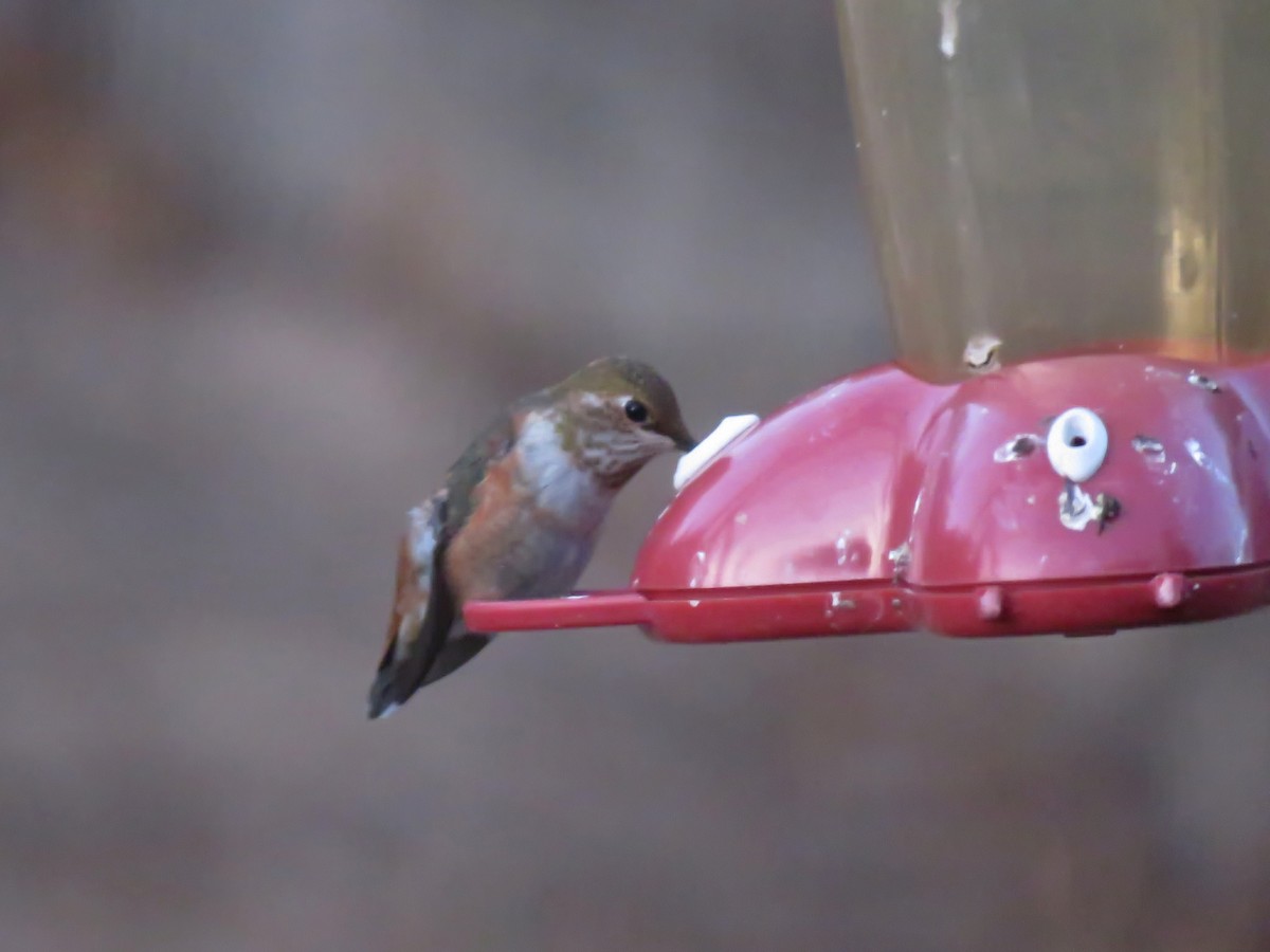Rufous Hummingbird - ML69796801