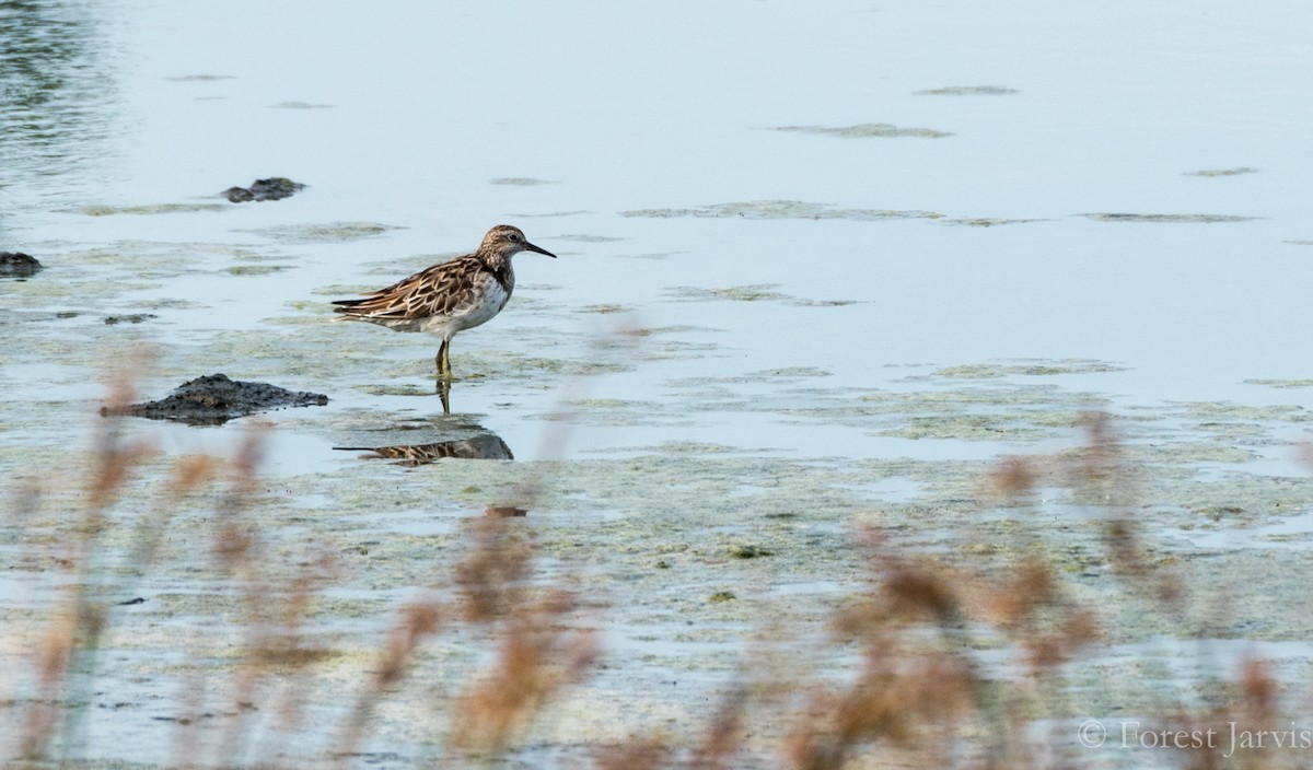 Sharp-tailed Sandpiper - Forest Botial-Jarvis