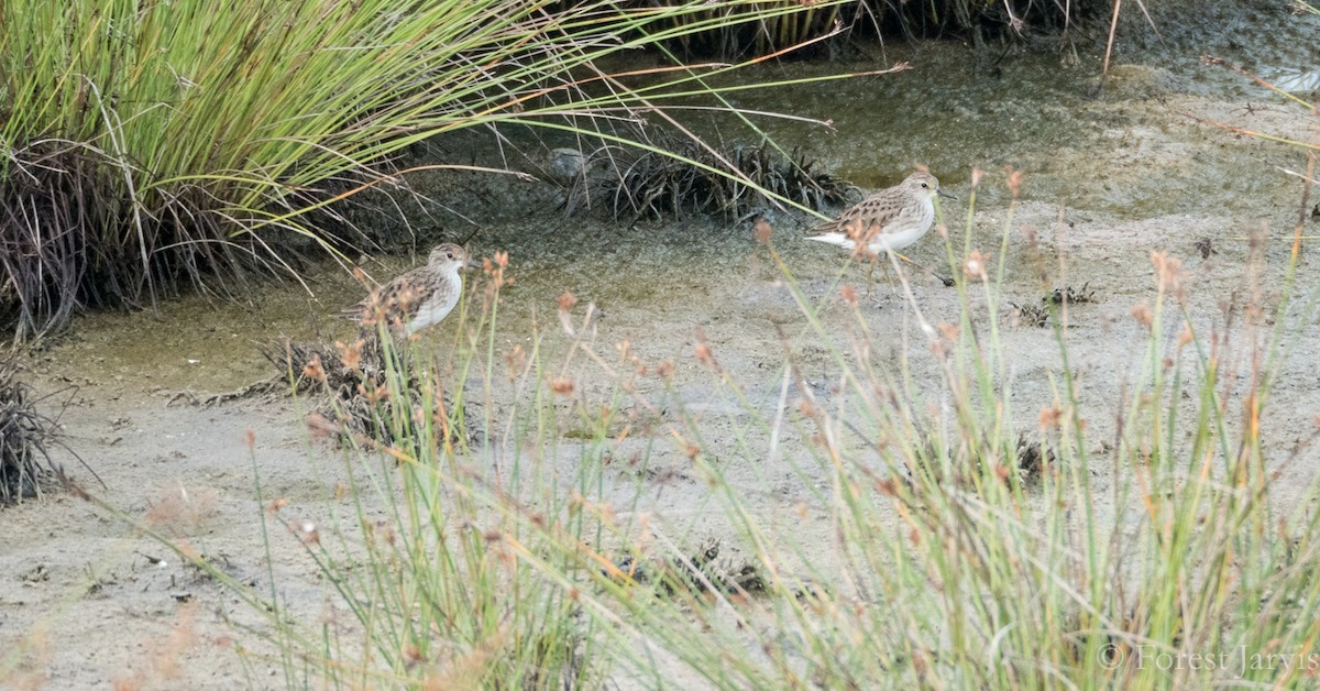 Long-toed Stint - Forest Botial-Jarvis