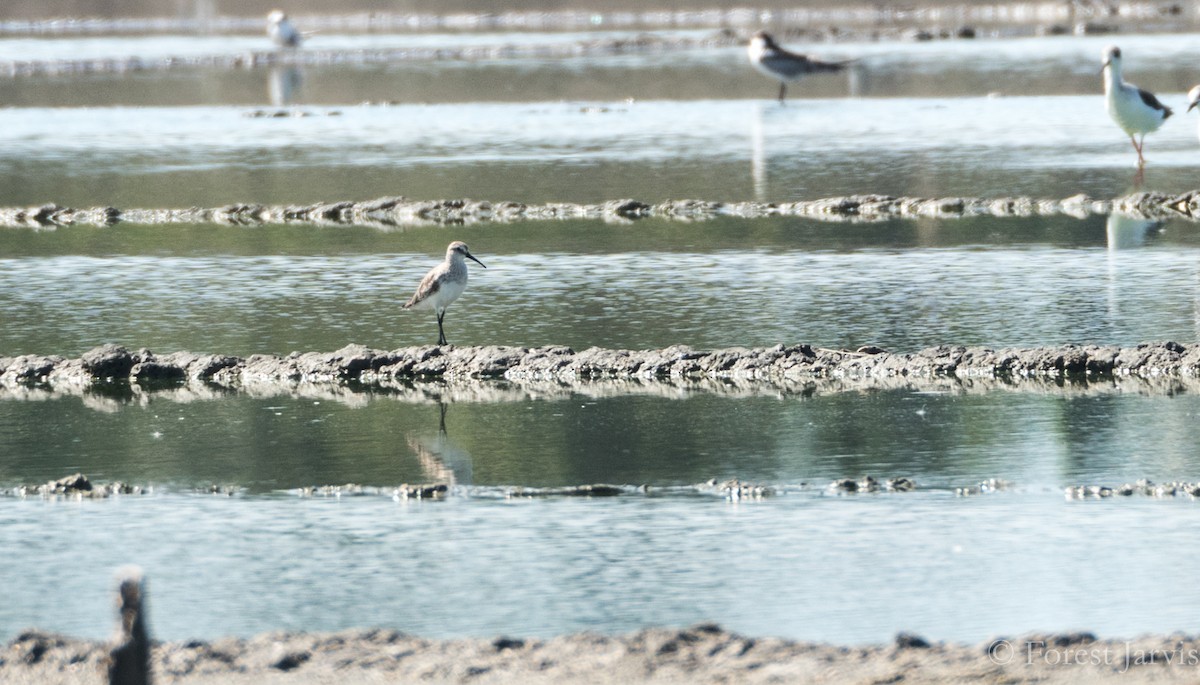Curlew Sandpiper - Forest Botial-Jarvis