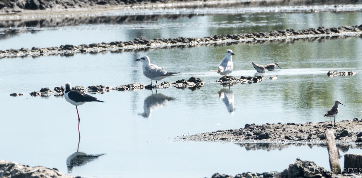 Gull-billed Tern - Forest Botial-Jarvis