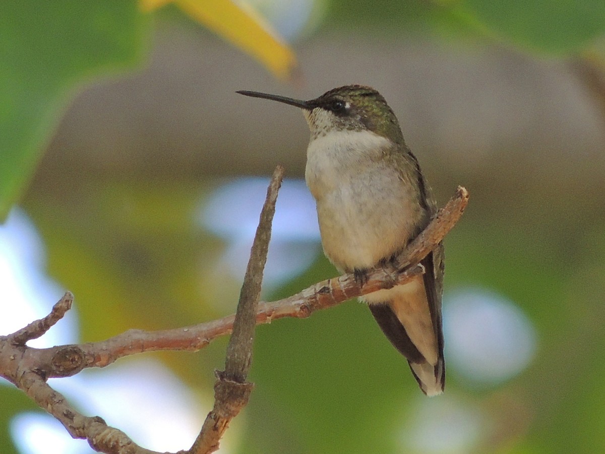 Ruby-throated Hummingbird - Jana Singletary